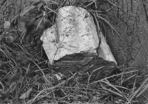 DikkeLinde1978detailkruiskopLV