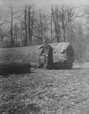 KoningBernissembos1907gesnedenLV
